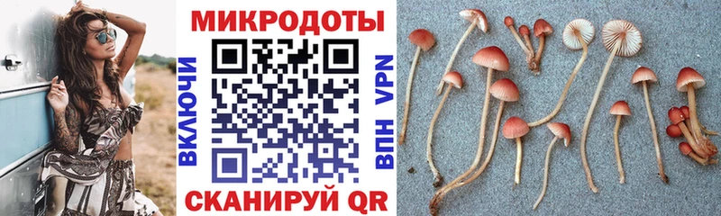 Псилоцибиновые грибы Psilocybe  Костомукша 